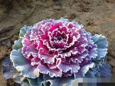 10月热销品种推荐，羽衣甘蓝