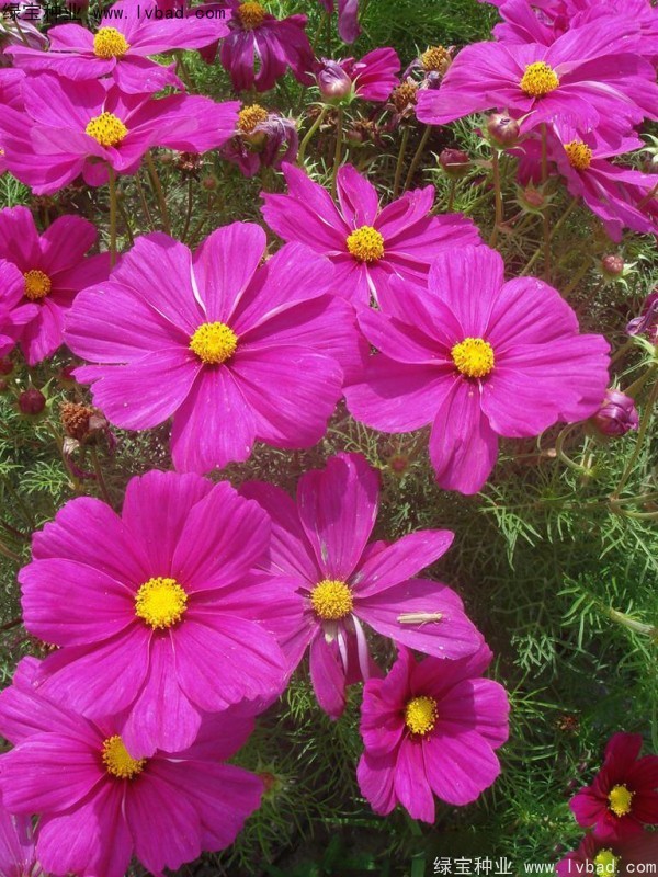 波斯菊<a href='https://www.lvbad.com/' target='_blank'>种子</a>