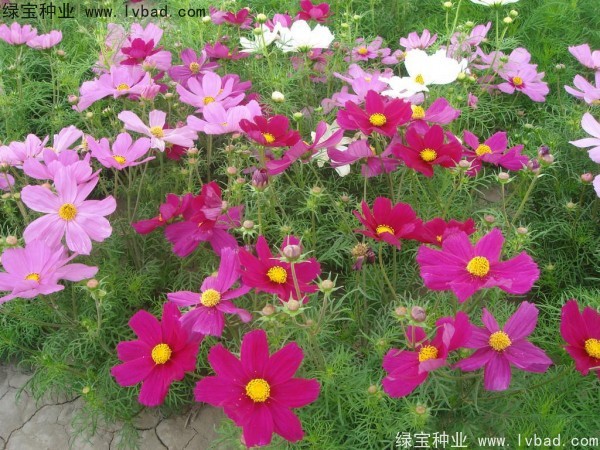 <a href='https://www.lvbad.com/caohuazhongzi/12.html' target='_blank'>波斯菊种子</a>