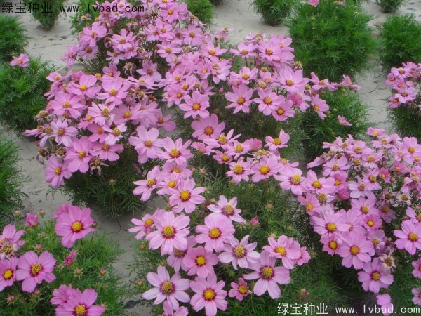 波斯菊种子
