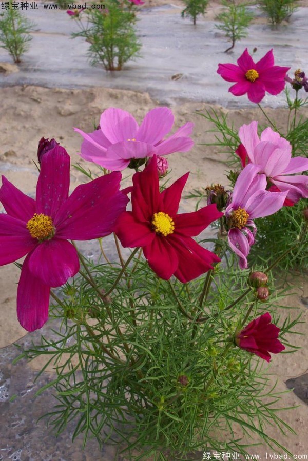 <a href='https://www.lvbad.com/caohuazhongzi/12.html' target='_blank'>波斯菊种子</a>