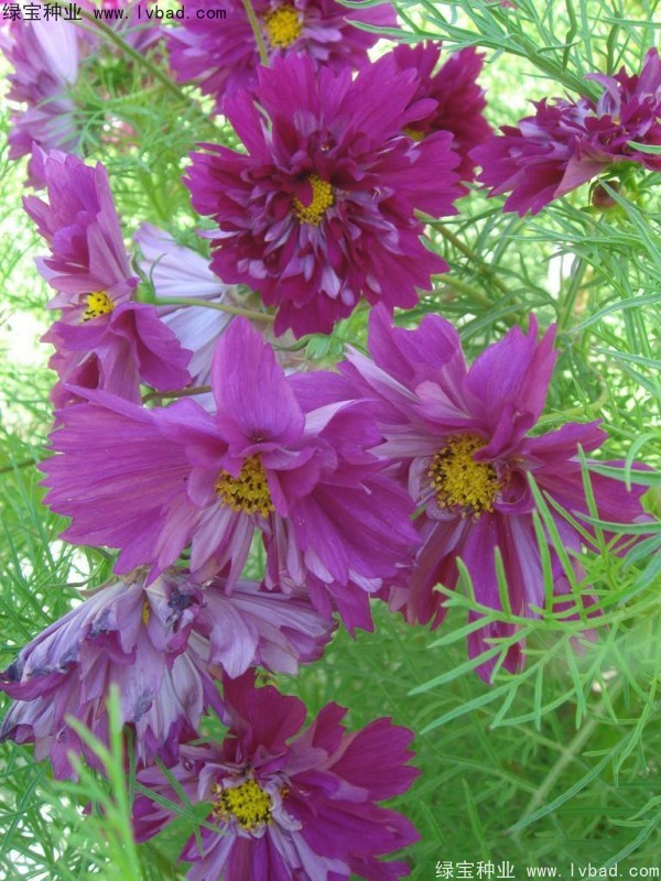 波斯菊种子