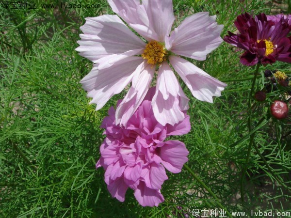 波斯菊种子