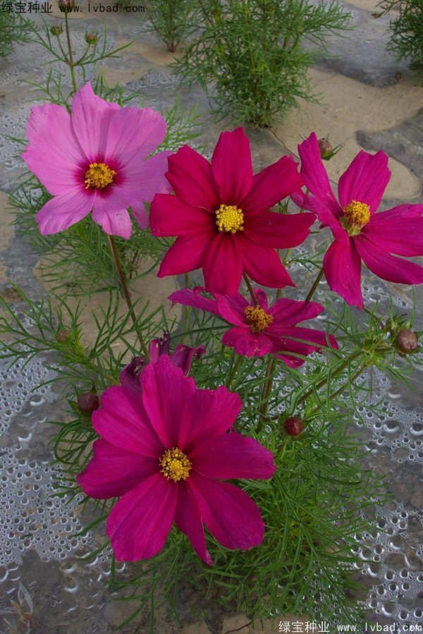 波斯菊<a href='https://www.lvbad.com/' target='_blank'>种子</a>