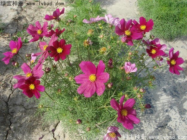 波斯菊<a href='https://www.lvbad.com/' target='_blank'>种子</a>