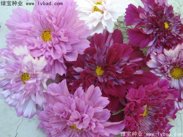 波斯菊种子