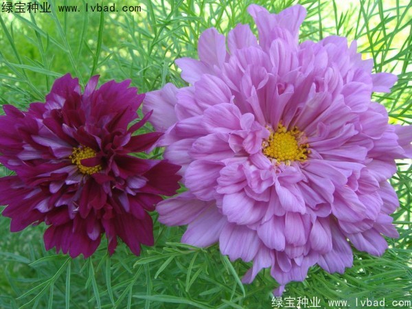 波斯菊种子