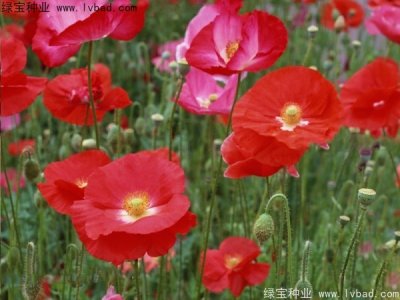 虞美人种子