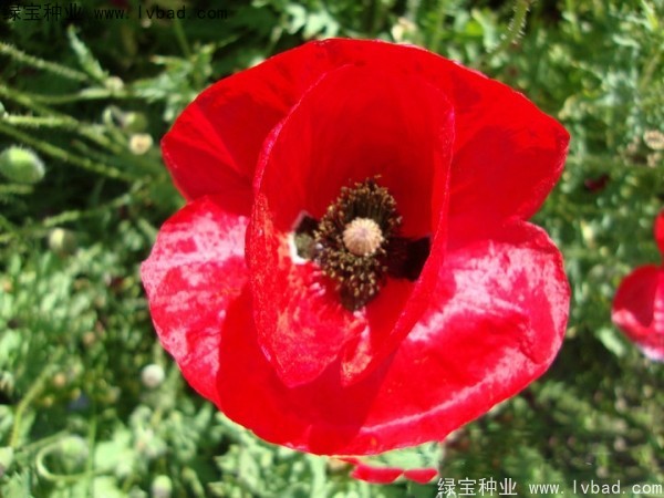 红色虞美人