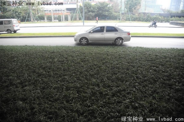 麦冬草<a href='https://www.lvbad.com/' target='_blank'>种子</a>