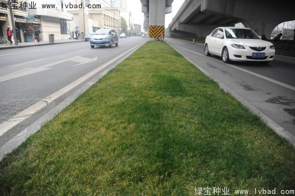 麦冬草<a href='https://www.lvbad.com/' target='_blank'>种子</a>
