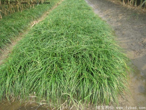<a href='https://www.lvbad.com/linmuzhongzi/1695.html' target='_blank'>麦冬草种子</a>