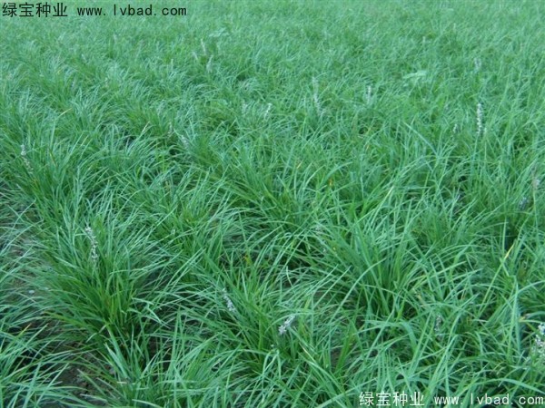 <a href='https://www.lvbad.com/linmuzhongzi/1695.html' target='_blank'>麦冬草</a><a href='https://www.lvbad.com/' target='_blank'>种子</a>