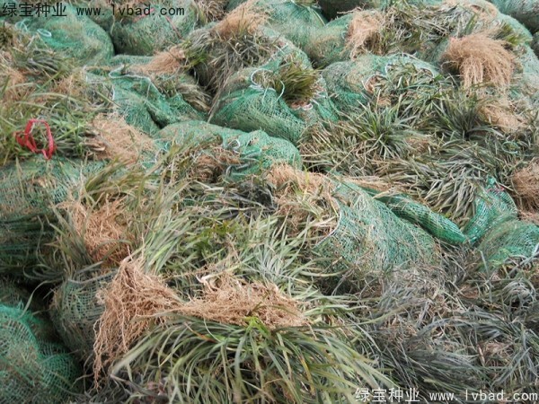 <a href='https://www.lvbad.com/linmuzhongzi/1695.html' target='_blank'>麦冬草种子</a>