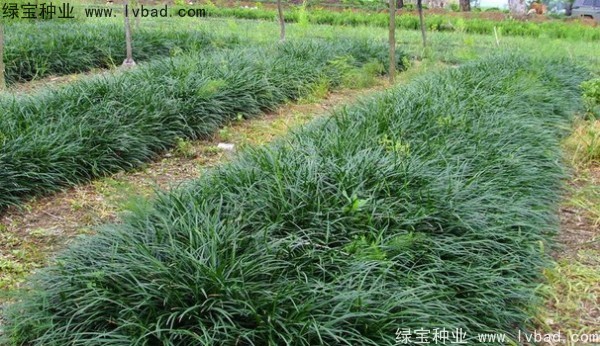 <a href='https://www.lvbad.com/linmuzhongzi/1695.html' target='_blank'>麦冬草种子</a>