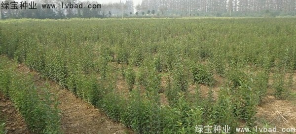 <a href='https://www.lvbad.com/linmuzhongzi/1696.html' target='_blank'>大叶女贞种子</a>