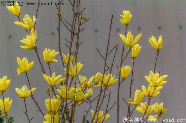 <a href='https://www.lvbad.com/linmuzhongzi/1697.html' target='_blank'>黄玉兰</a>