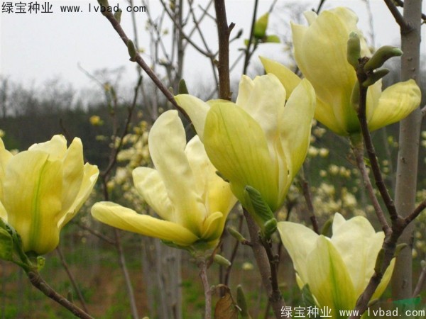 黄<a href='https://www.lvbad.com/linmuzhongzi/1813.html' target='_blank'>玉兰</a>