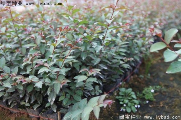 <a href='https://www.lvbad.com/linmuzhongzi/1698.html' target='_blank'>紫薇种子</a>