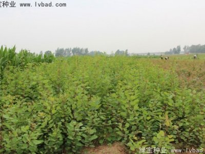 黄栌种子