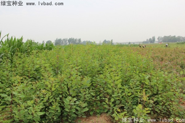 黄栌<a href='https://www.lvbad.com/' target='_blank'>种子</a>