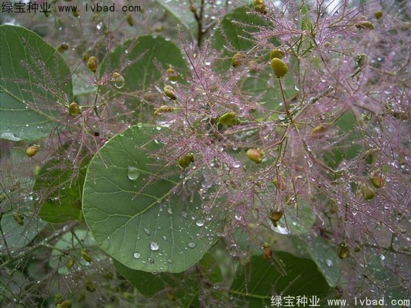 <a href='https://www.lvbad.com/linmuzhongzi/1699.html' target='_blank'>黄栌种子</a>