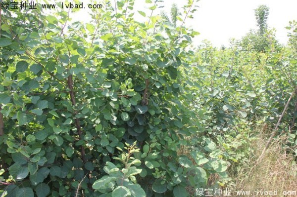 黄栌<a href='https://www.lvbad.com/' target='_blank'>种子</a>