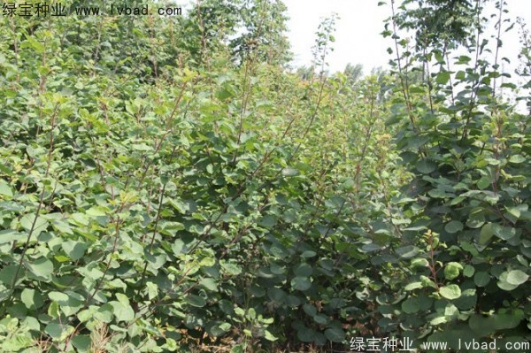 <a href='https://www.lvbad.com/linmuzhongzi/1699.html' target='_blank'>黄栌种子</a>