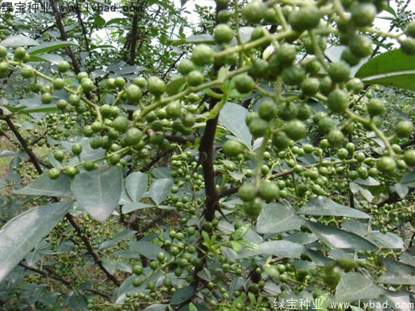 <a href='https://www.lvbad.com/linmuzhongzi/1701.html' target='_blank'>花椒种子</a>