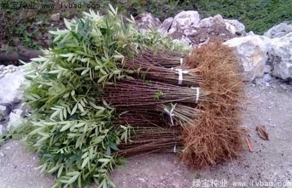 <a href='https://www.lvbad.com/linmuzhongzi/1701.html' target='_blank'>花椒</a><a href='https://www.lvbad.com/' target='_blank'>种子</a>