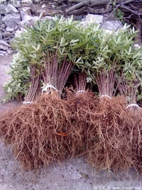 花椒种子