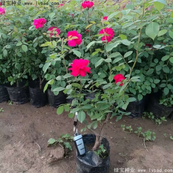 <a href='https://www.lvbad.com/linmuzhongzi/1702.html' target='_blank'>蔷薇</a><a href='https://www.lvbad.com/' target='_blank'>种子</a>