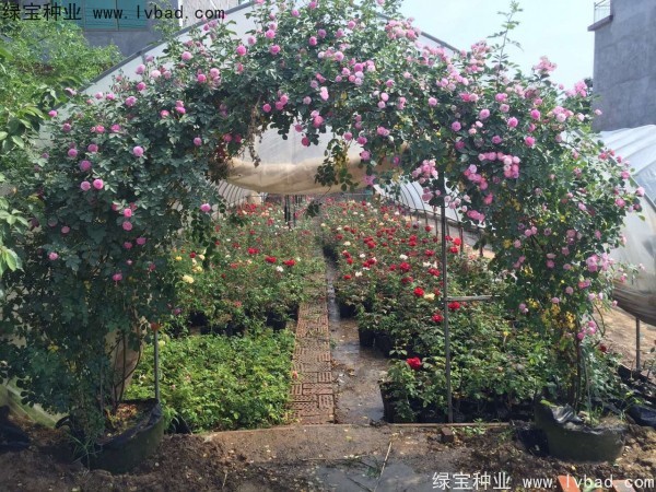 <a href='https://www.lvbad.com/linmuzhongzi/1702.html' target='_blank'>蔷薇种子</a>