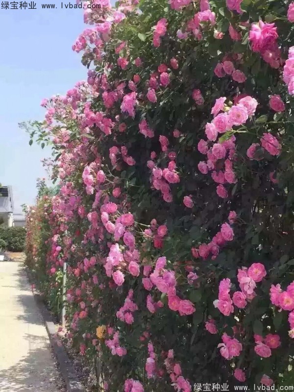 蔷薇种子