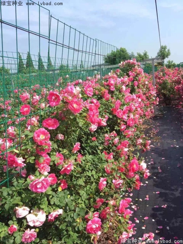 蔷薇种子