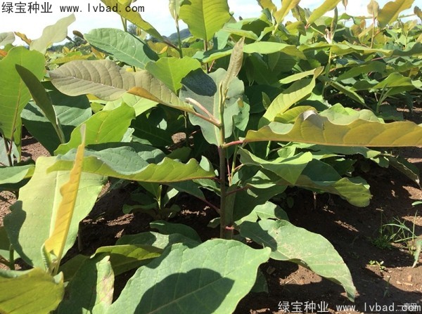 <a href='https://www.lvbad.com/linmuzhongzi/1703.html' target='_blank'>厚朴种子</a>