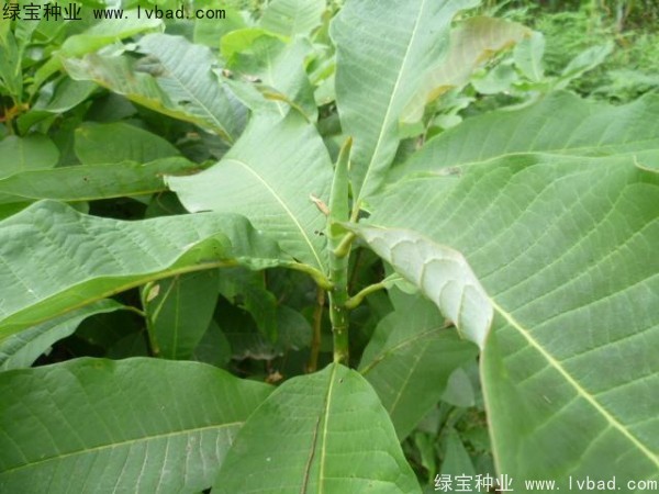 <a href='https://www.lvbad.com/linmuzhongzi/1703.html' target='_blank'>厚朴种子</a>