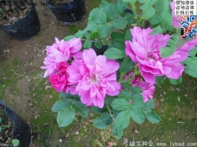 玫瑰花种子