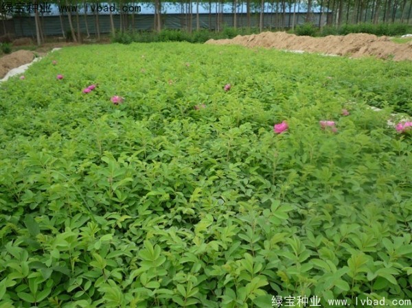 <a href='https://www.lvbad.com/linmuzhongzi/1704.html' target='_blank'>玫瑰花</a><a href='https://www.lvbad.com/' target='_blank'>种子</a>