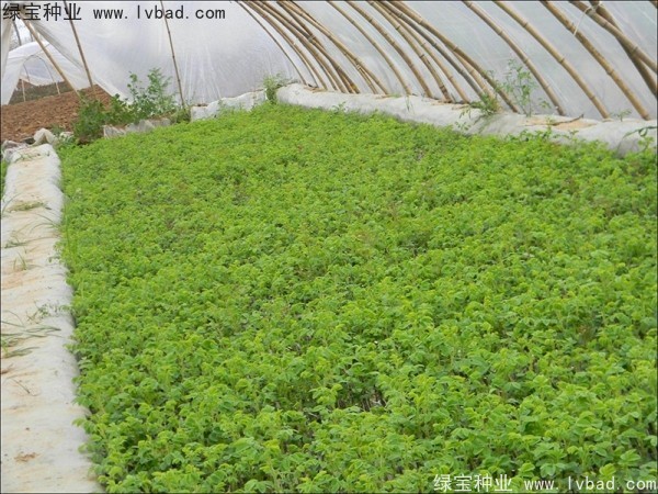 <a href='https://www.lvbad.com/linmuzhongzi/1704.html' target='_blank'>玫瑰花种子</a>
