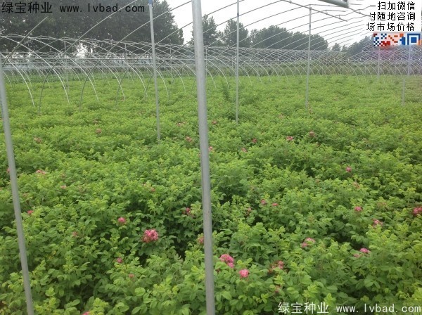 玫瑰花<a href='https://www.lvbad.com/' target='_blank'>种子</a>