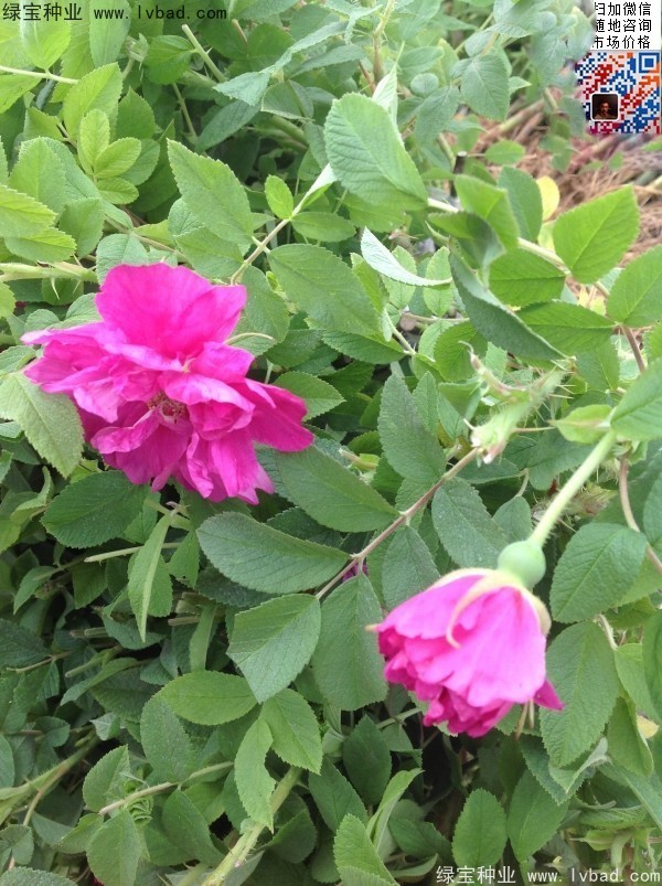 <a href='https://www.lvbad.com/linmuzhongzi/1704.html' target='_blank'>玫瑰花种子</a>