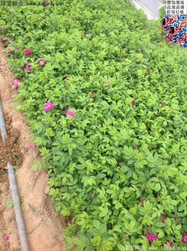 玫瑰花<a href='https://www.lvbad.com/' target='_blank'>种子</a>