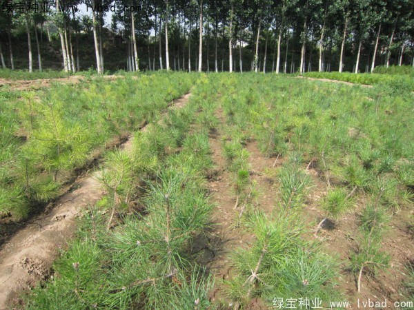 <a href='https://www.lvbad.com/linmuzhongzi/1705.html' target='_blank'>华山松种子</a>