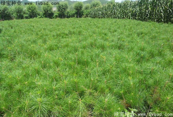 <a href='https://www.lvbad.com/linmuzhongzi/1705.html' target='_blank'>华山松种子</a>