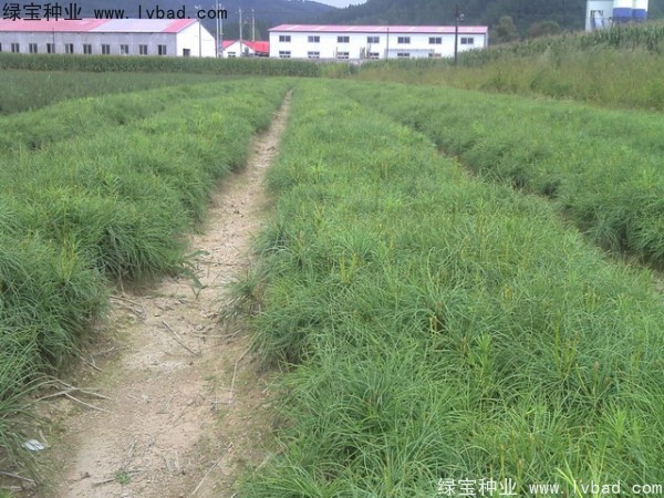 华山松种子