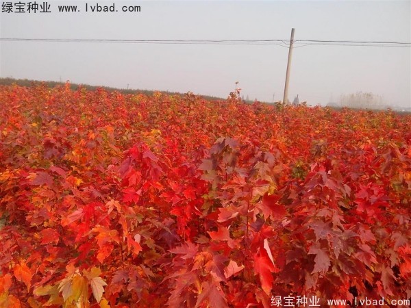 <a href='https://www.lvbad.com/linmuzhongzi/1706.html' target='_blank'>红枫种子</a>