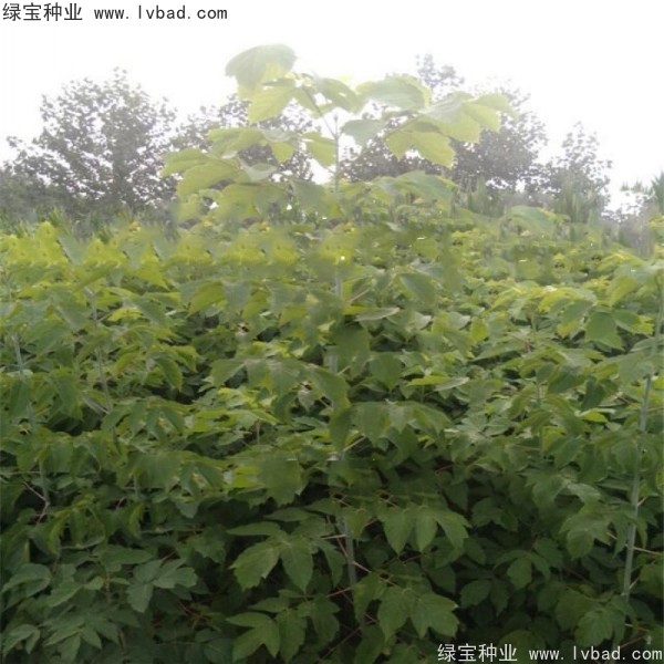 <a href='https://www.lvbad.com/linmuzhongzi/1707.html' target='_blank'>糖槭种子</a>