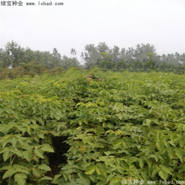糖槭<a href='https://www.lvbad.com/' target='_blank'>种子</a>