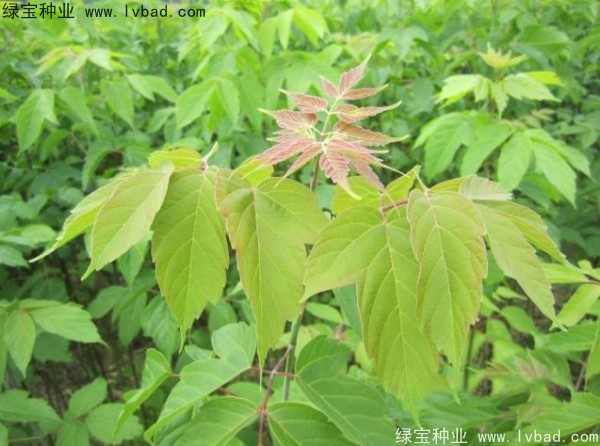 <a href='https://www.lvbad.com/linmuzhongzi/1707.html' target='_blank'>糖槭种子</a>